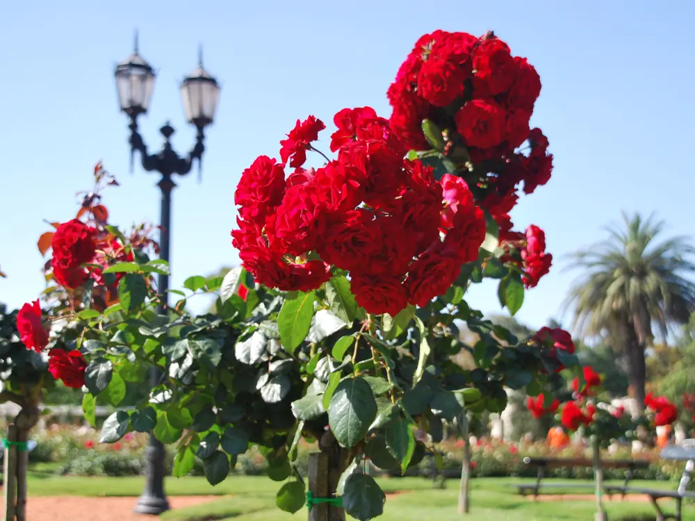 Buenos Aires Itinerary 24 or 48 Hours | The Common Traveler | image: Rose Garden