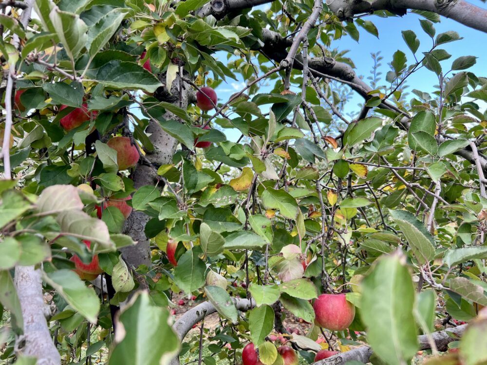 Winchester VA Craft Beverage Trail (map included!) | The Common Traveler | image: apple orchard