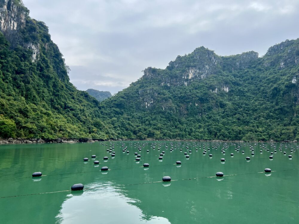 Incredible Things to Do in Halong Bay | The Common Traveler | image: oyster/pearl farm