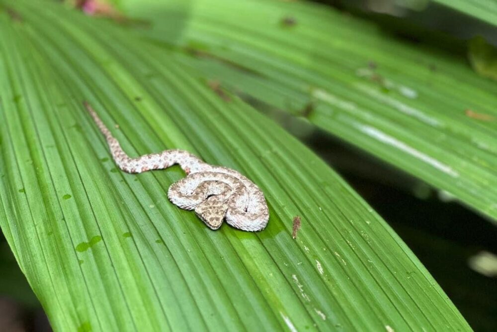 Things to Do in Jaco | The Common Traveler | image: snake on palm leaf