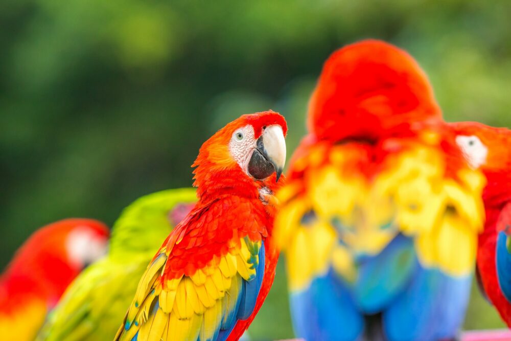 Things to Do in Jaco | The Common Traveler | image: red macaws