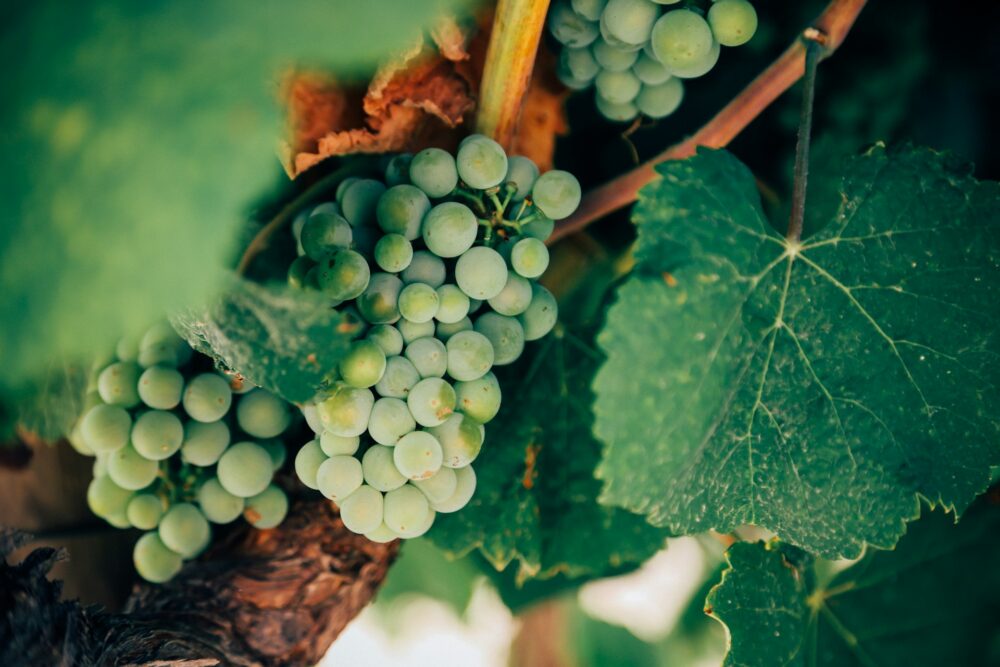 Great Reasons to Visit Jerez de la Frontera | The Common Traveler | image: vineyards at Bodegas Luis Perez
