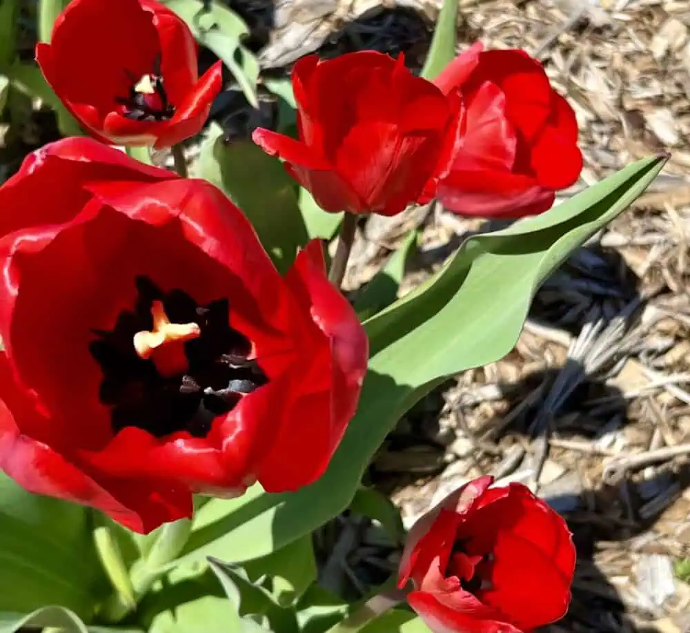 Insta-Worthy Photo Spots in Gettysburg and Adams County | The Common Traveler | image: red tulips close-up