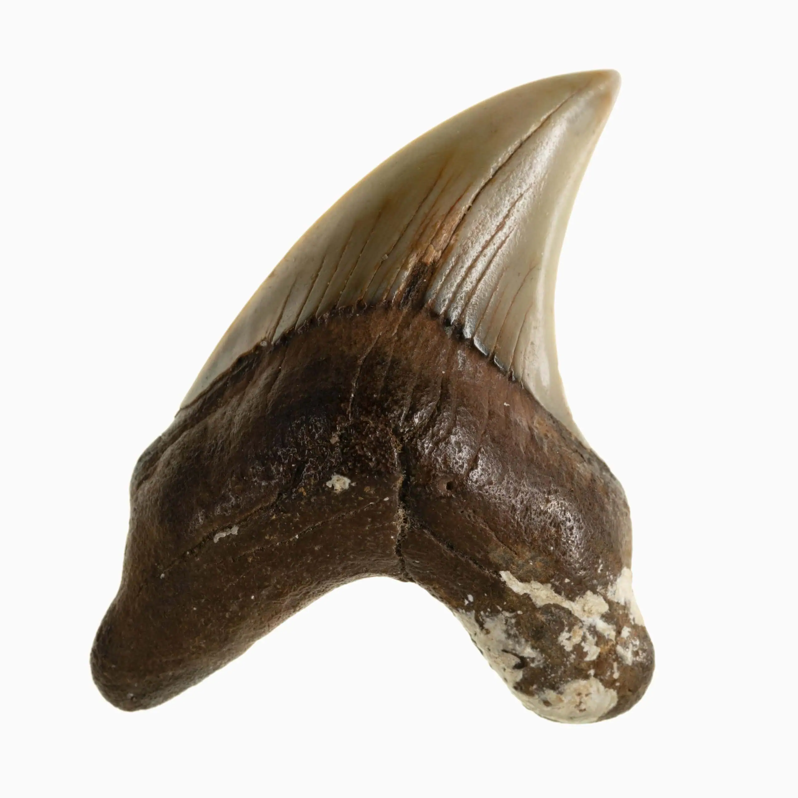 Best NC Beaches to Find Shark Teeth | The Common Traveler | image:  Focus, Bayside Fossils - False Mako Shark tooth, <em>Parotodus benedenii</em>