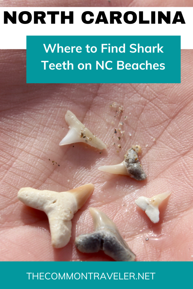 Best NC Beaches to Find Shark Teeth | The Common Traveler | image: 