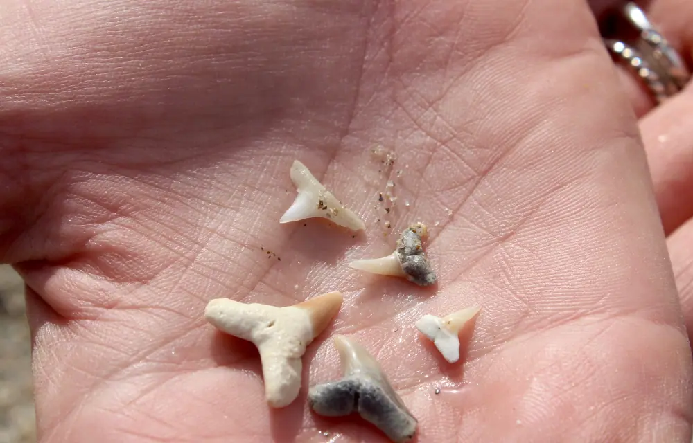 Best NC Beaches to Find Shark Teeth: Where to Hunt!