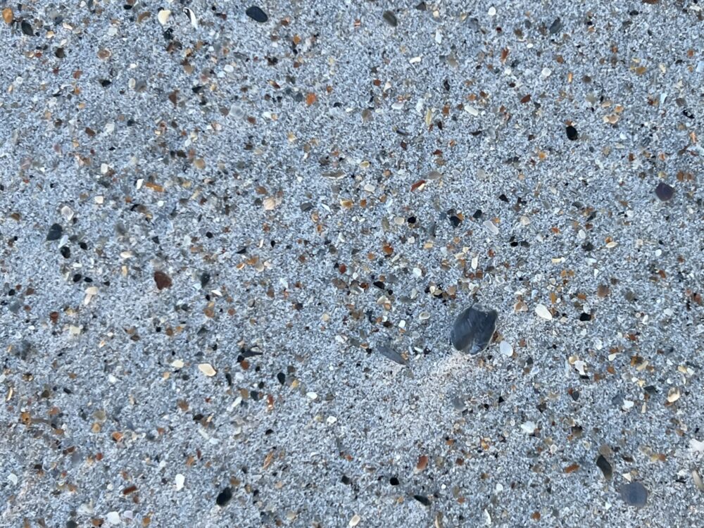 Best NC Beaches to Find Shark Teeth | The Common Traveler | image: shells on the beach