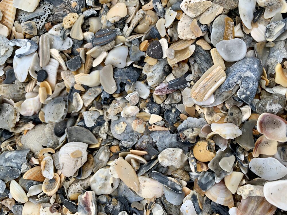 Best NC Beaches to Find Shark Teeth | The Common Traveler | image: shells on Wrightsville Beach