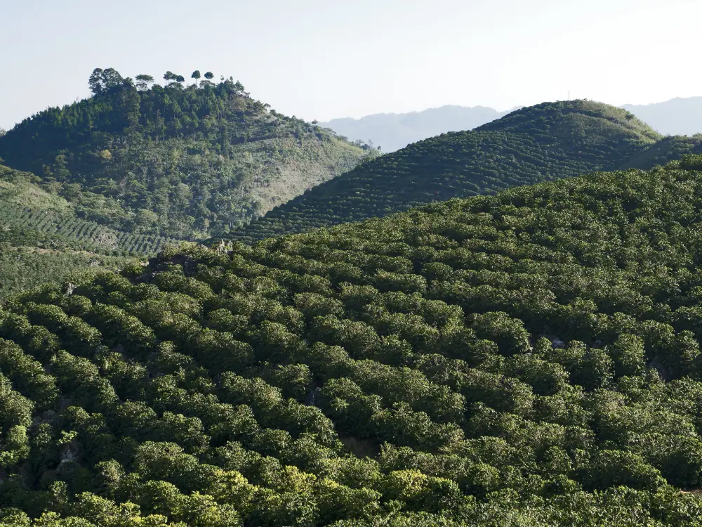 Unforgettable Things to Do in Antigua, Guatemala | The Common Traveler | image: coffee plantation in Guatemala