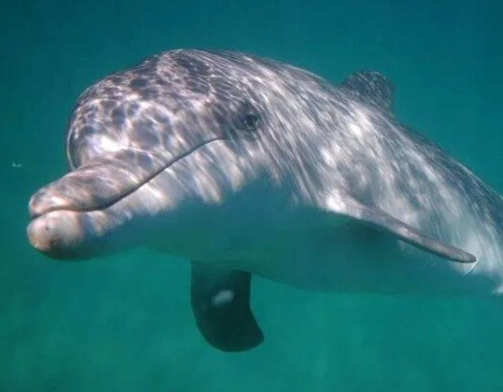 Best Places to Swim with Dolphins in Europe | The Common Traveler | image: underwater photo of dolphin looking at camera