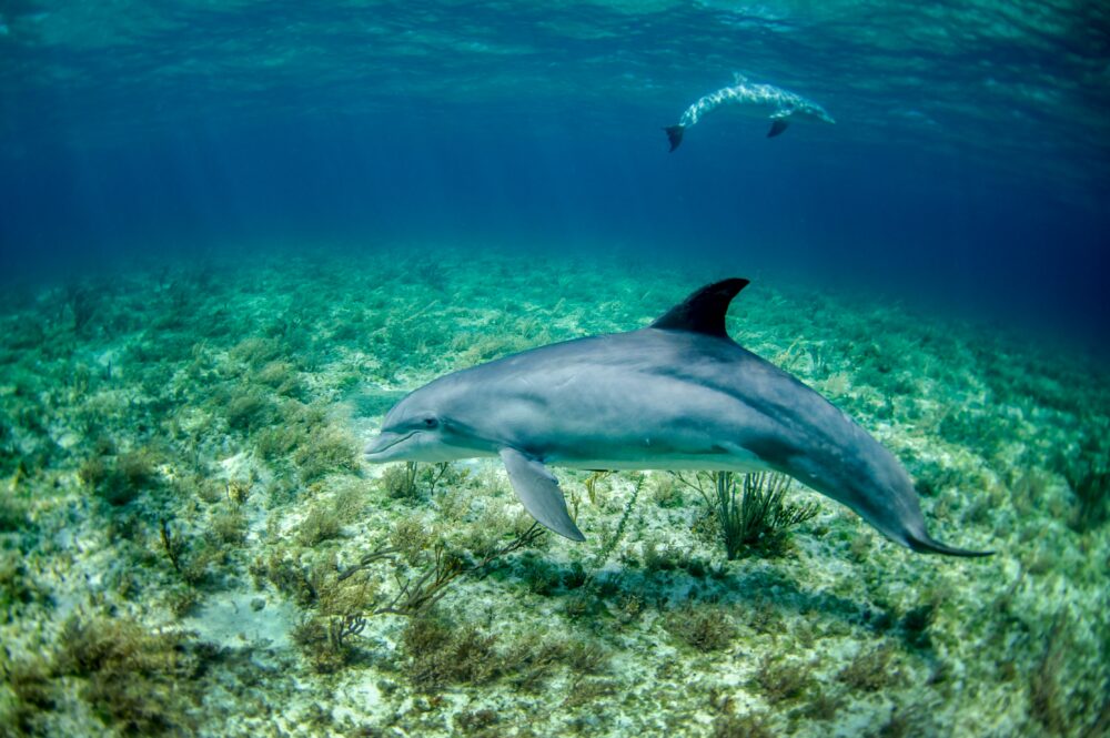 Best Places to Swim with Dolphins in Europe | The Common Traveler | image: underwater photos of two dolphins