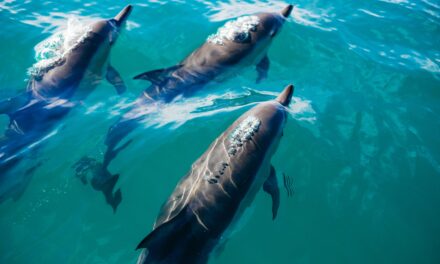 Best Places to Swim with Dolphins in Europe