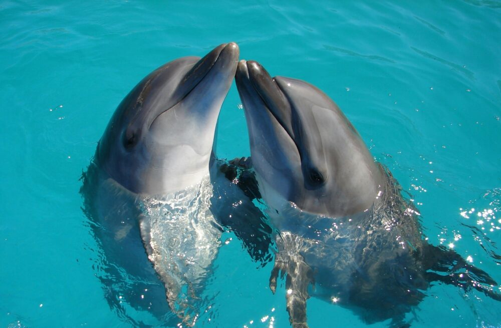 Best Places to Swim with Dolphins in Europe | The Common Traveler | image: two dolphins kissing
