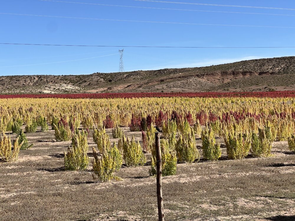 Bolivia Souvenirs | The Common Traveler | image: quinoa field