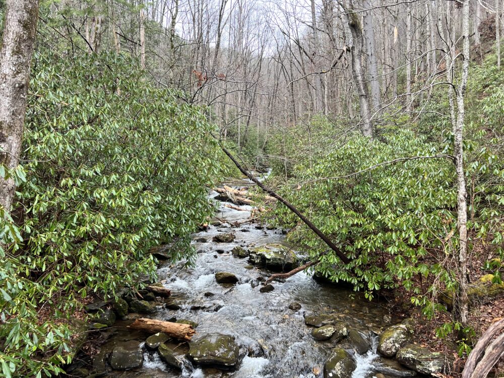 28 Best Things to Do in Helen, GA | The Common Traveler | image: trees in woods with river through it