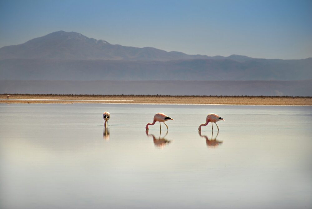 San Pedro de Atacama | The Common Traveler | image: flamingoes at Laguna Chaxa