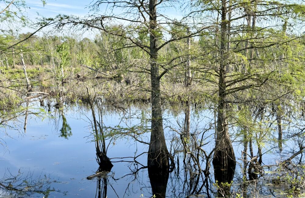Elizabeth City, NC: The Hidden Gem You've Been Driving Past (and Shouldn't) | The Common Traveler | image: Dismal Swamp State Park trees in water