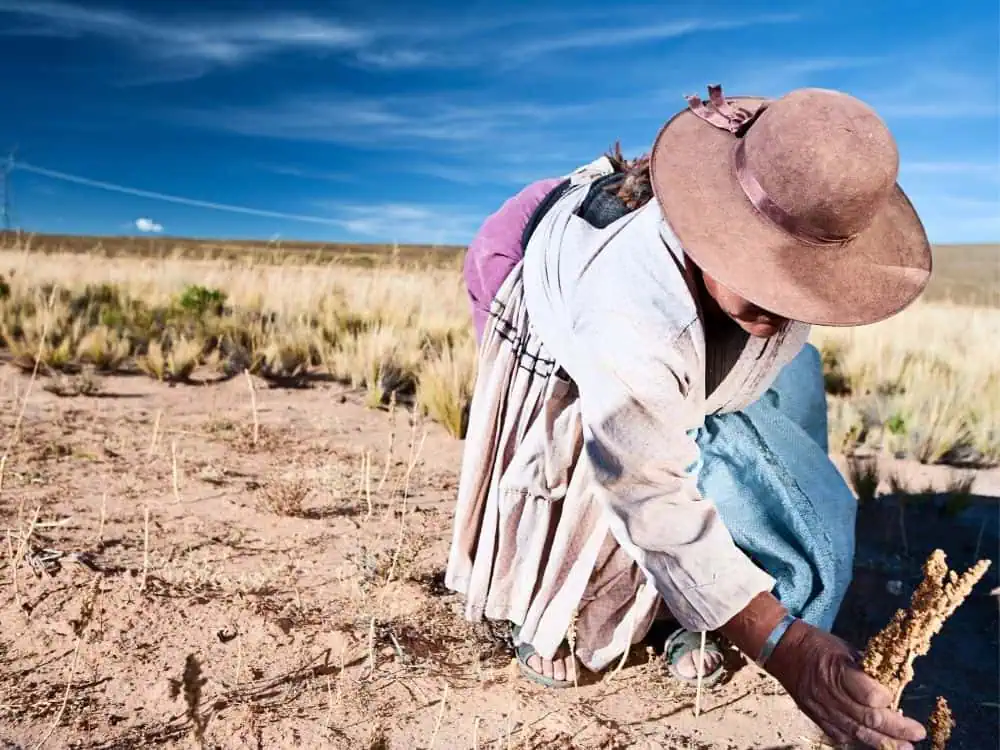 Gringo Trail in Bolivia: 5 Places to Escape the Usual Tourist Route | The Common Traveler | image: Bolivian woman picking quinoa in Oruro
